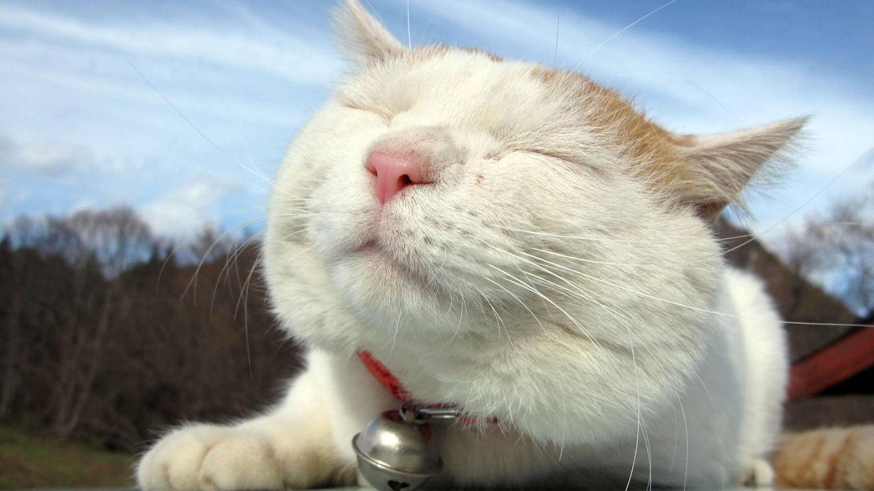 qq免费刷赞平台网址-good卡盟官网平台-qq刷赞软件快,九曦代刷