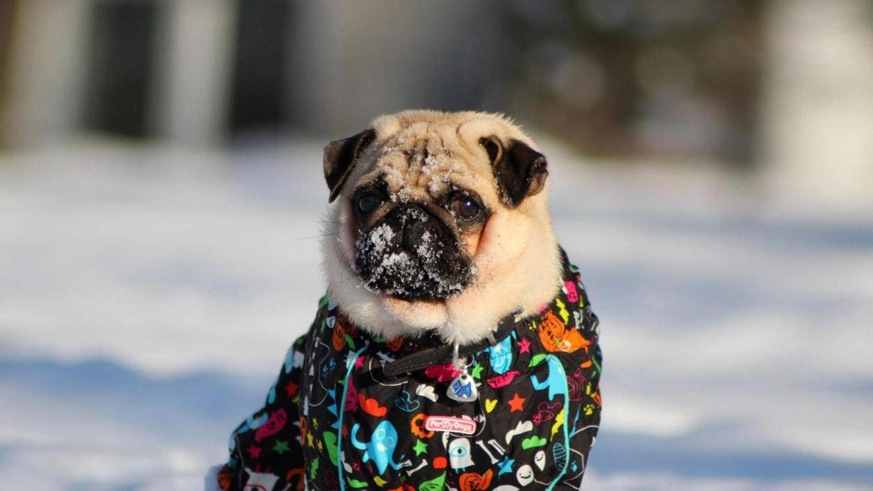 messengerappdownloadfree2021_messenger2020download - messenger相关 - 55dz账号网