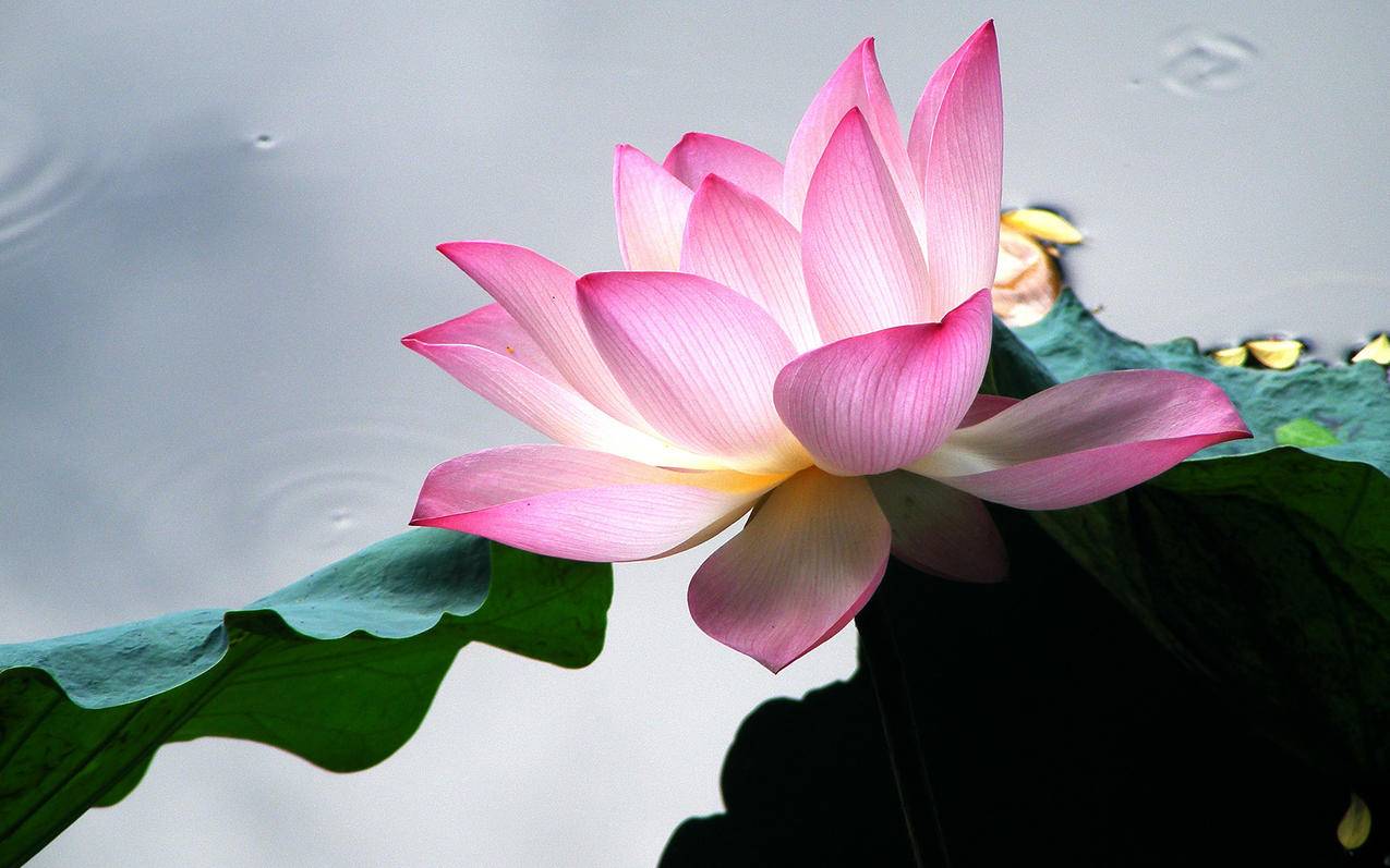 空间转发动态刷赞-qq代刷网网低价,qq空间刷赞链接,抖音业务货源,梓qq刷赞平台推广qq