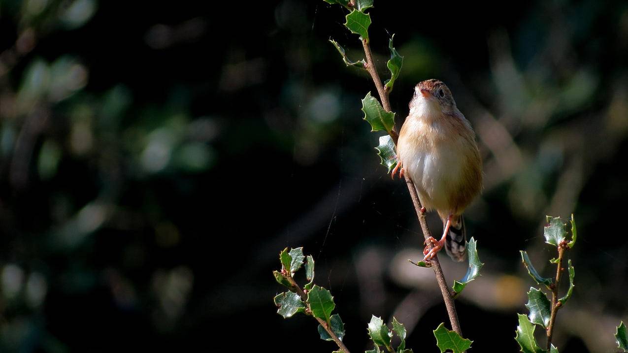 nba2konline2键位表_nba2konline2按键技巧表 - Line相关 - 55dz账号网