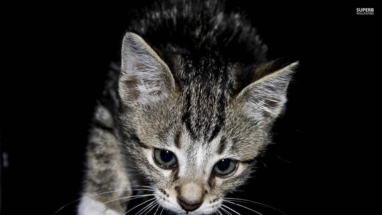 拼多多砍价怎么做任务-dy业务网