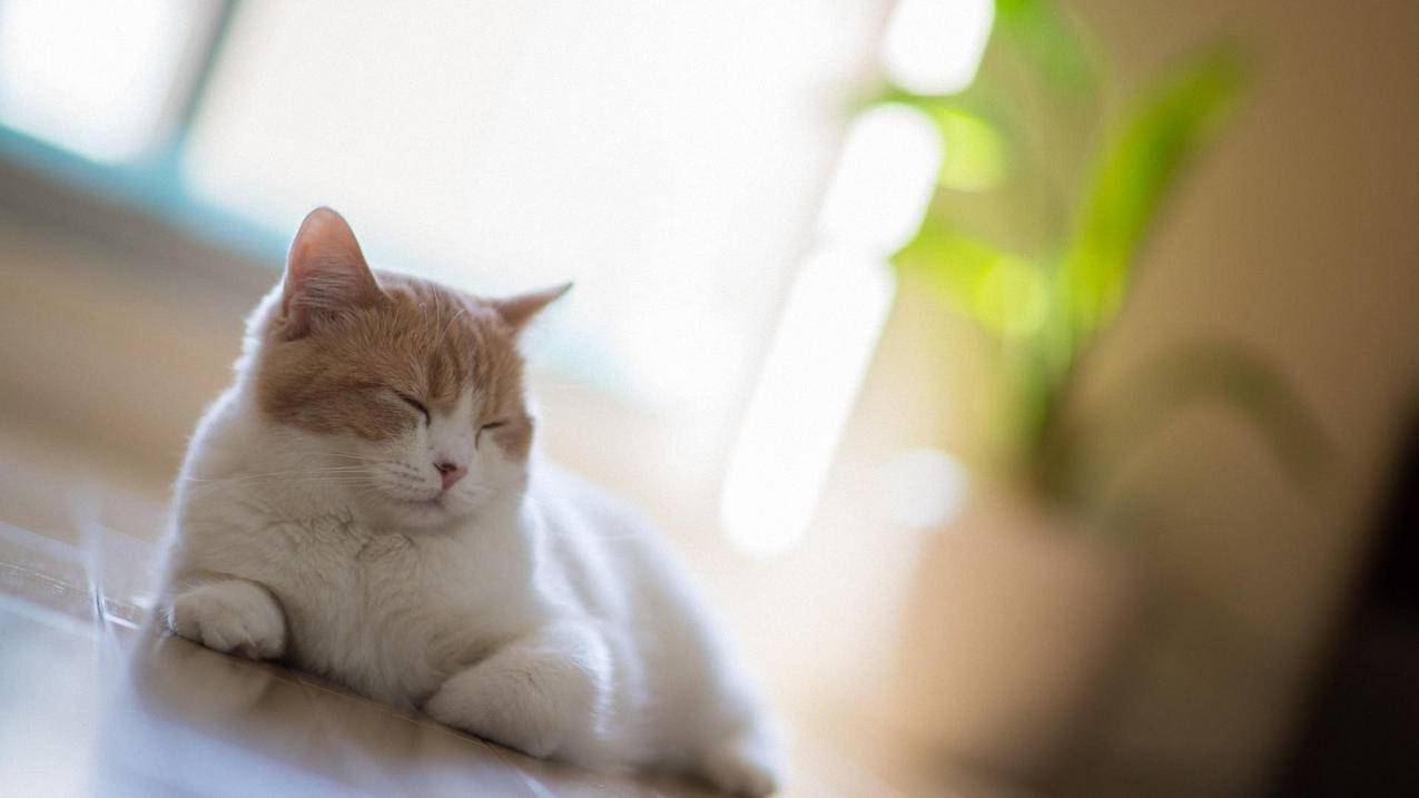 抖音3元1000粉自助下单 - 卡盟自助下单平台24小时,qq名片赞全网最低价网站,喜刷刷网