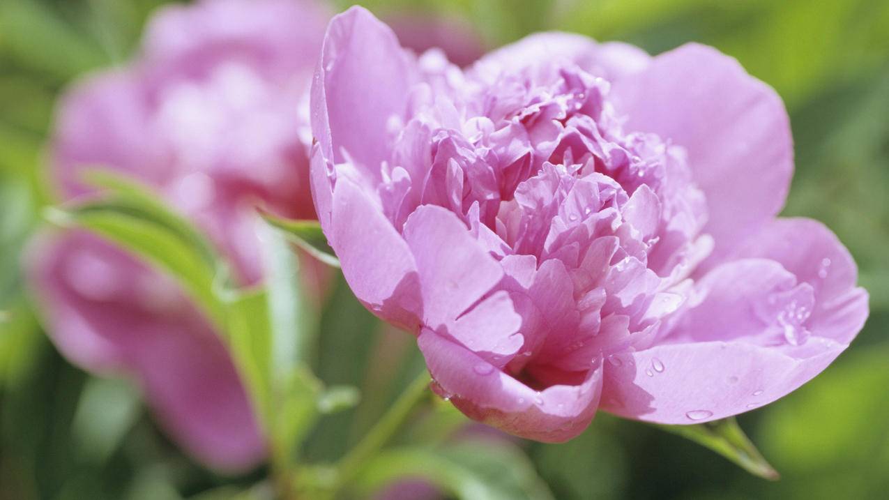 v2ray版本_v2ray历史版本 - 注册外服方法 - 55dz账号网