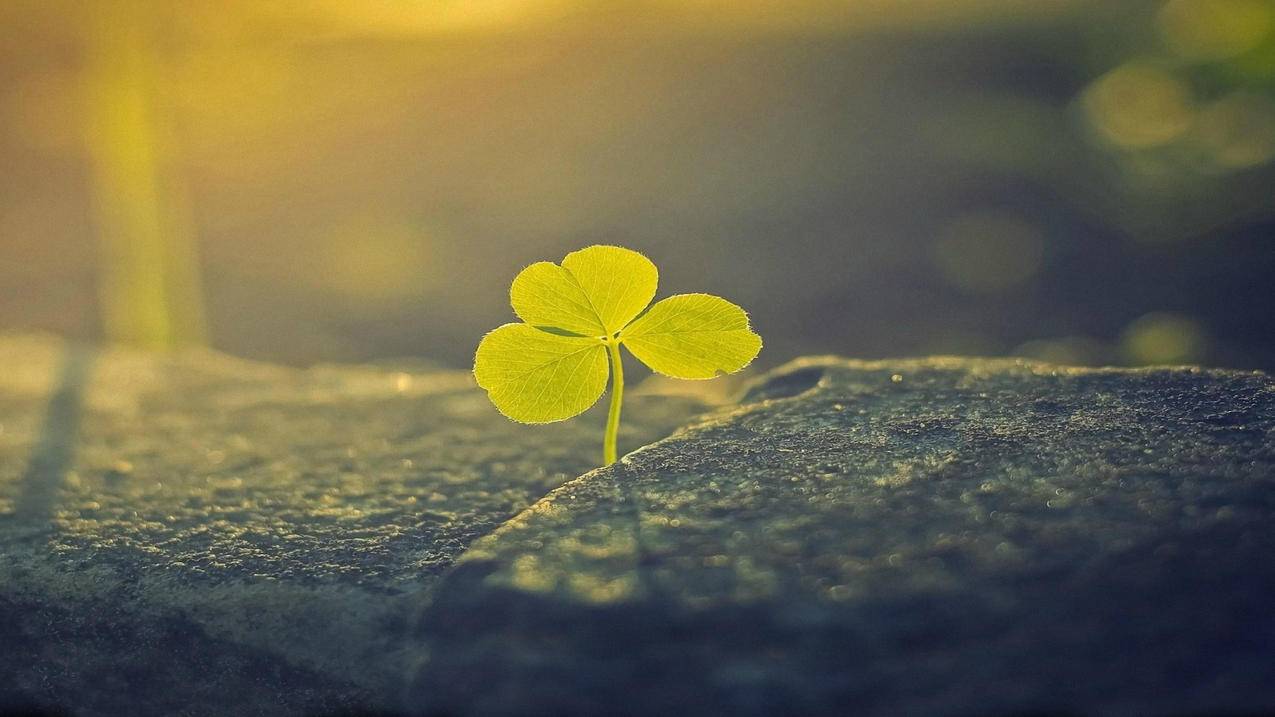 艾瑞泽8手机远程控制是什么软件_艾瑞泽8手机远程控制是什么软件啊 - skype相关 - 55dz账号网