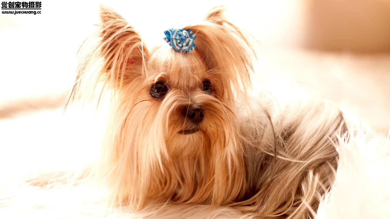 快手业务秒杀网最便宜-快手代刷网低价刷粉丝,陌颜代刷业务,抖音真人刷赞平台在线刷,刷乐抖音点赞员