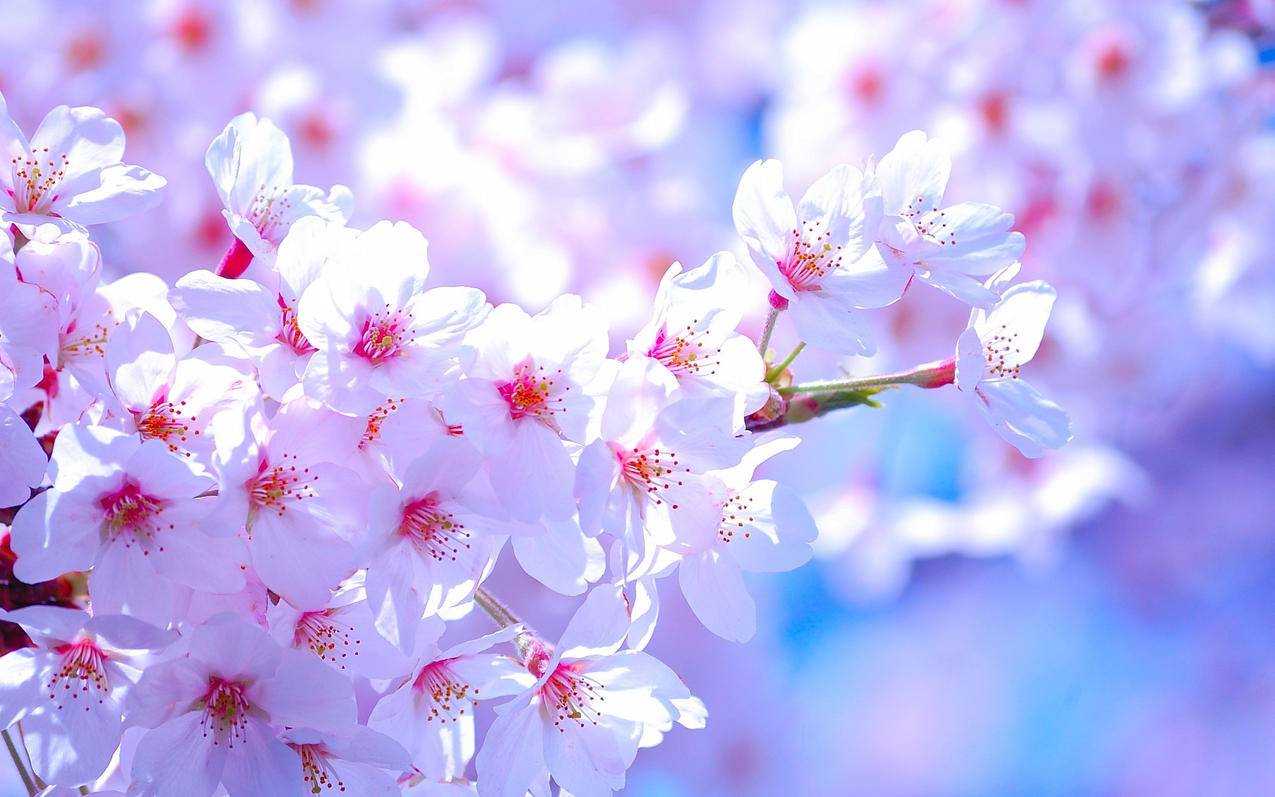 抖音点赞刷平台-抖音2元1000粉自助下单,快手业务24小时自刷平台,快手全网最低刷网