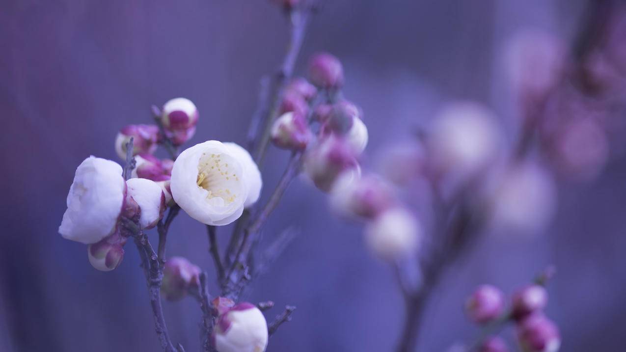 小火箭怎么样_小火箭怎么样下载 - 注册外服方法 - 55dz账号网
