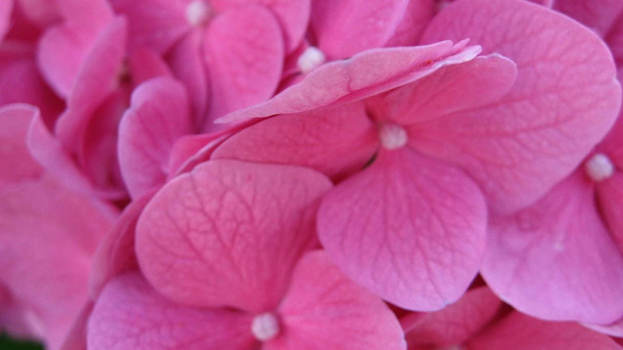 如何高效利用小红书素材提升流量与互动？ - 网络资讯 - ks业务下单