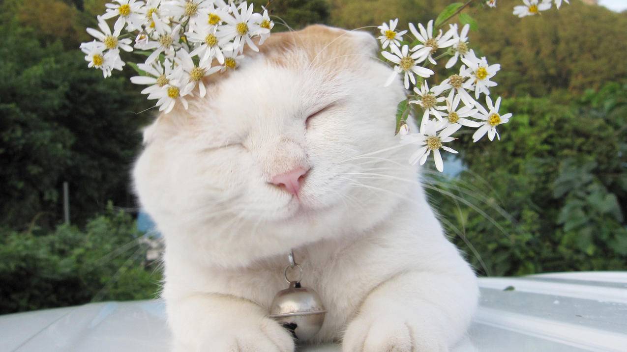 怎样重设越南apple id密码（越南苹果id账号密码） - 各区苹果ID - 55dz账号网