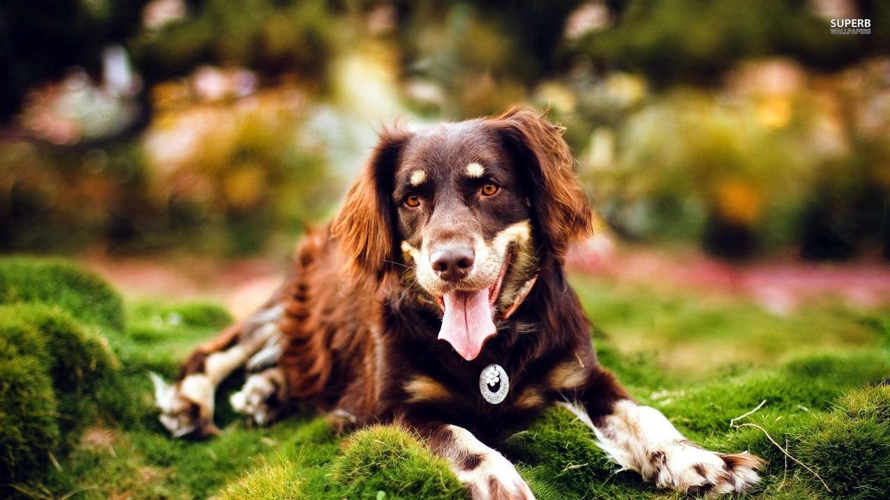 腾讯手机管家的小火箭怎么关闭?  ( 腾讯管家的小火箭去掉方法 ) - 55dz账号网