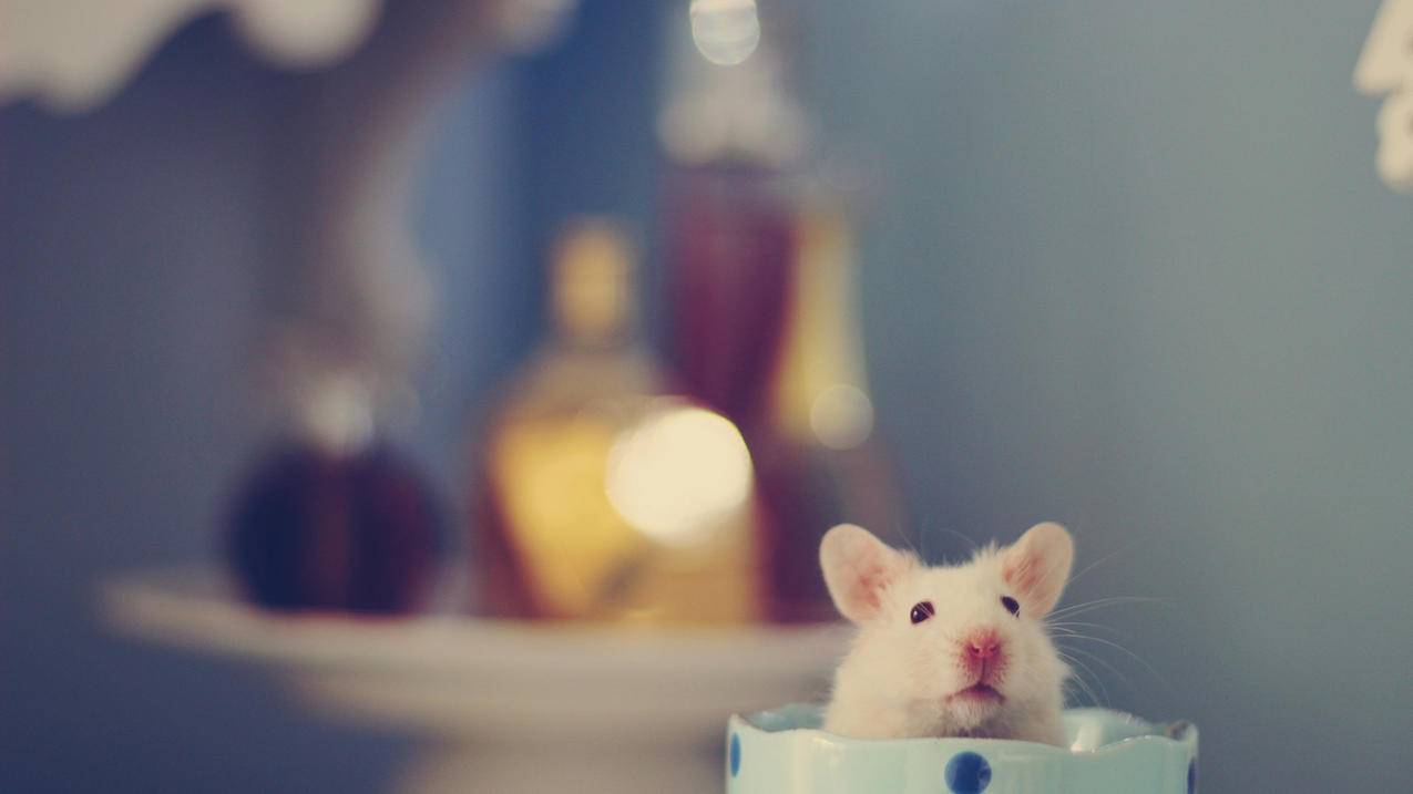 Apple ID帐号姓名怎么修改 ， 怎么修改苹果ID账号名字  - 55dz账号网