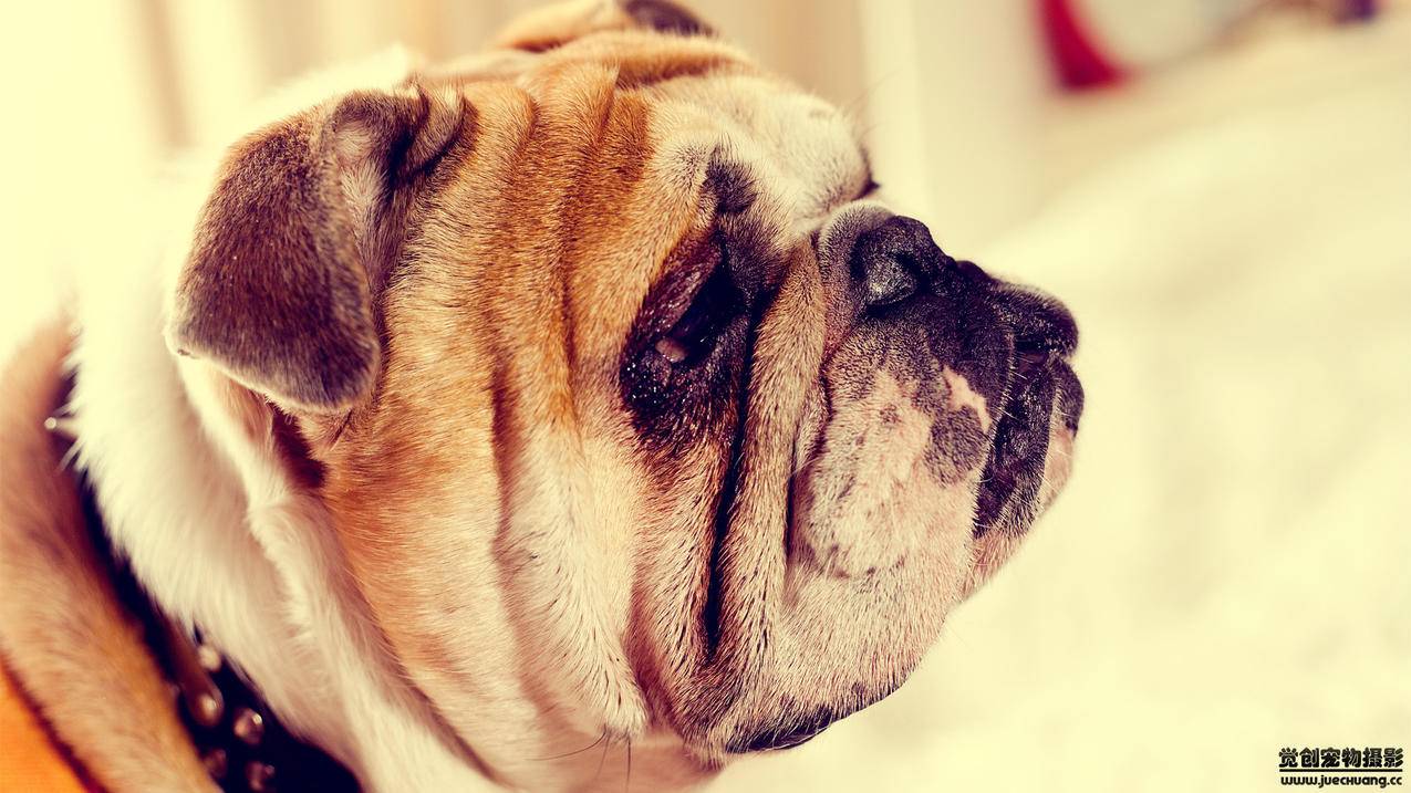 苹果商店怎么撤销掉我的退款申请 ， 苹果手机怎么申请退款-苹果手机消费退款怎么申请  - 55dz账号网