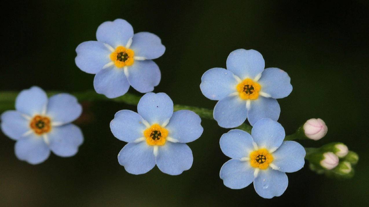 微信朋友圈点赞生成器免费版 - qq空间说说赞低价网站