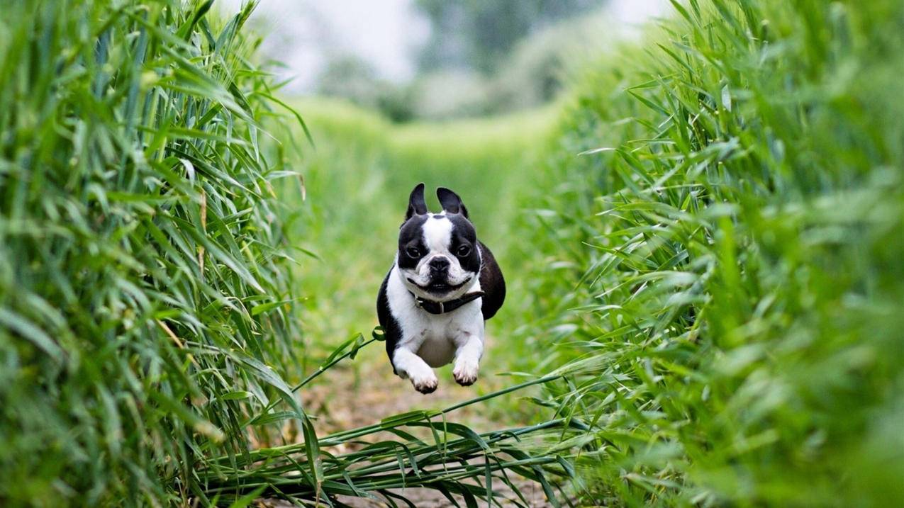 小火箭是什么软件  ( 小火箭ultra怎么用 ) - 55dz账号网