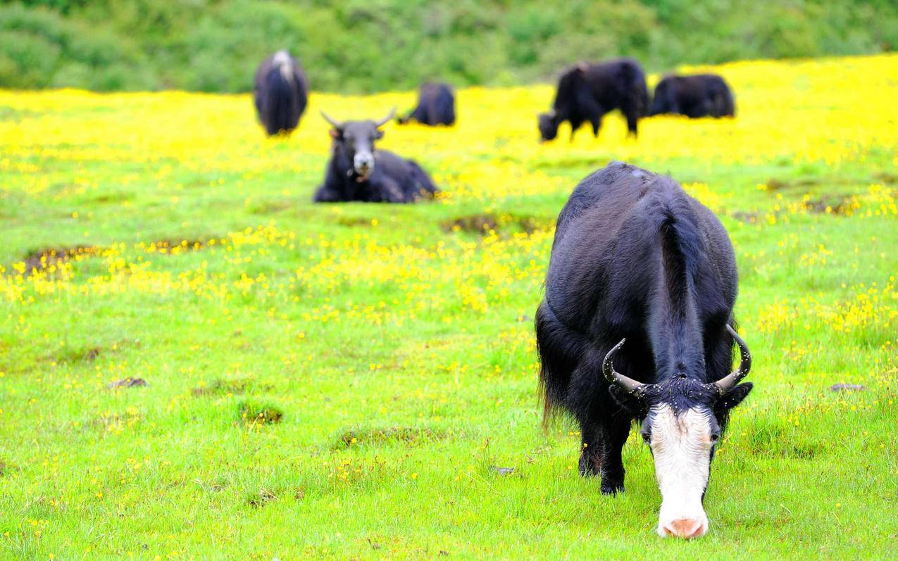 菲律宾苹果id遇到问题是怎么回事（菲律宾苹果id遇到问题是怎么回事啊） - 各区苹果ID - 55dz账号网