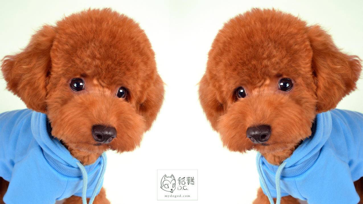 注册韩国苹果id账号收不到验证码怎么办_沈阳中街大悦城海底捞电话 - 韩国苹果id - 55dz账号网