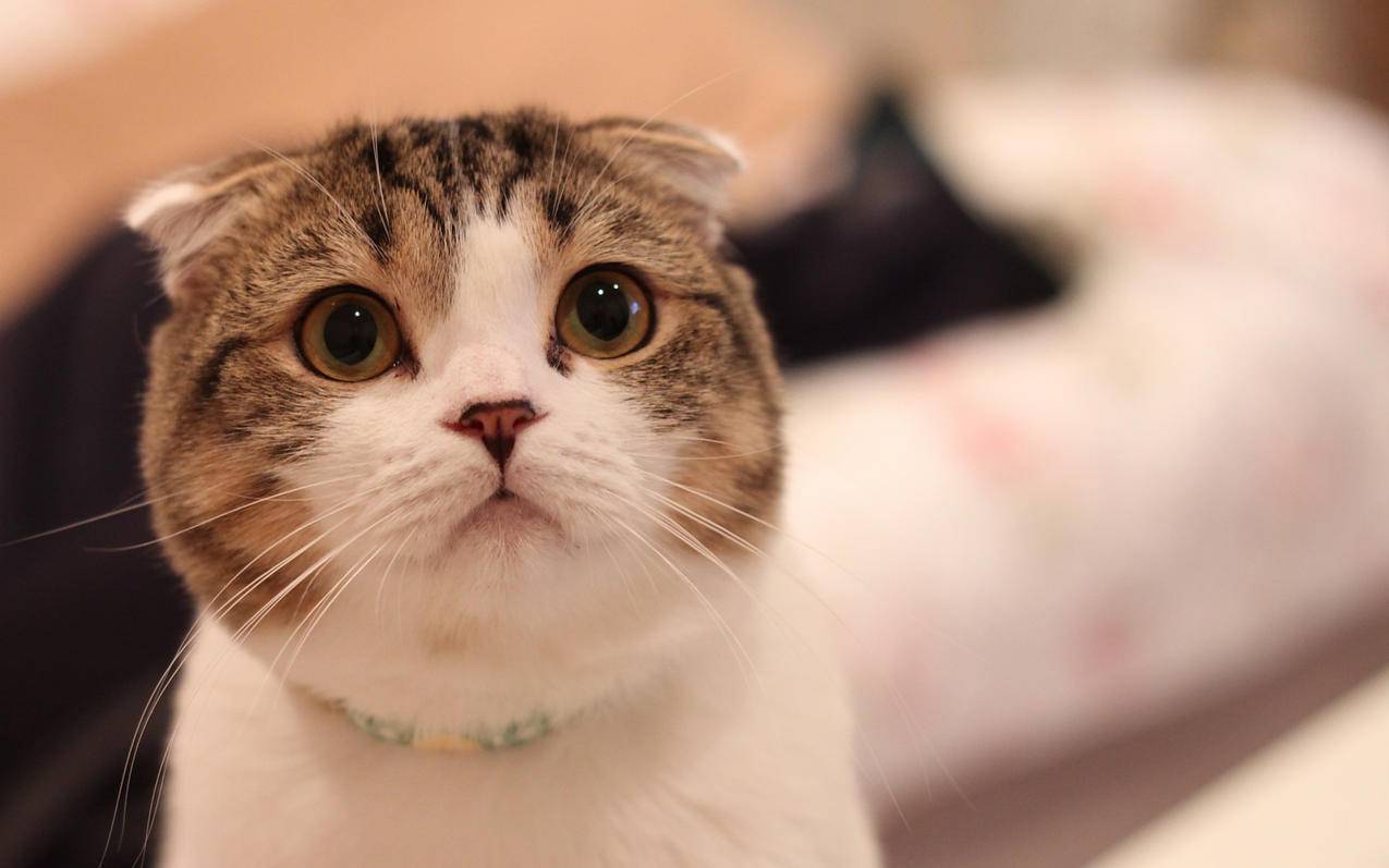 韩国苹果id无法登陆媒体_三高有军训吗? - 韩国苹果id - 55dz账号网