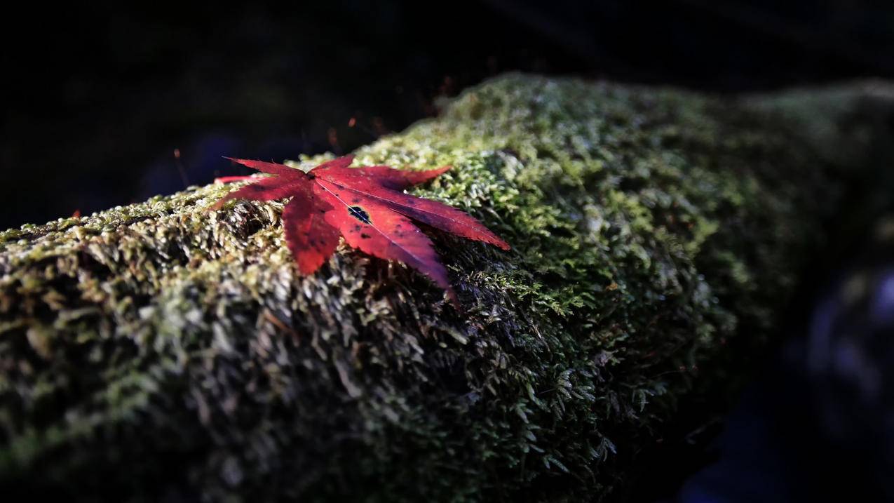 安卓手机如何安装鸿蒙系统_安卓系统怎么安装鸿蒙 - messenger相关 - 55dz账号网