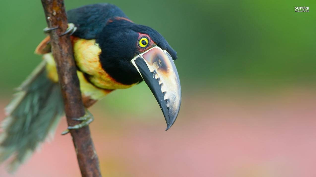 iphone手机如何添加邮箱 如何删除邮箱  ( iPhone手机如何添加/删除邮箱账户 ) - 55dz账号网