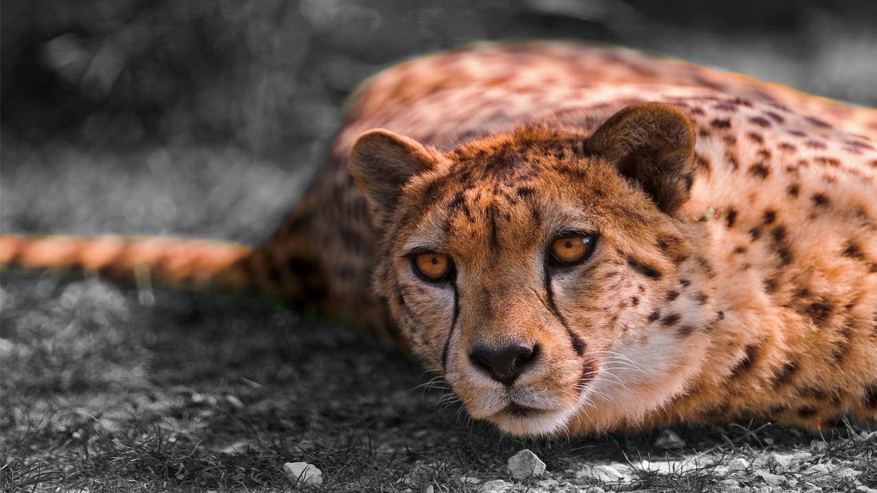 苹果手机的app store可以用微信充值吗? ， 苹果手机的app store可以用微信充值吗?  - 55dz账号网