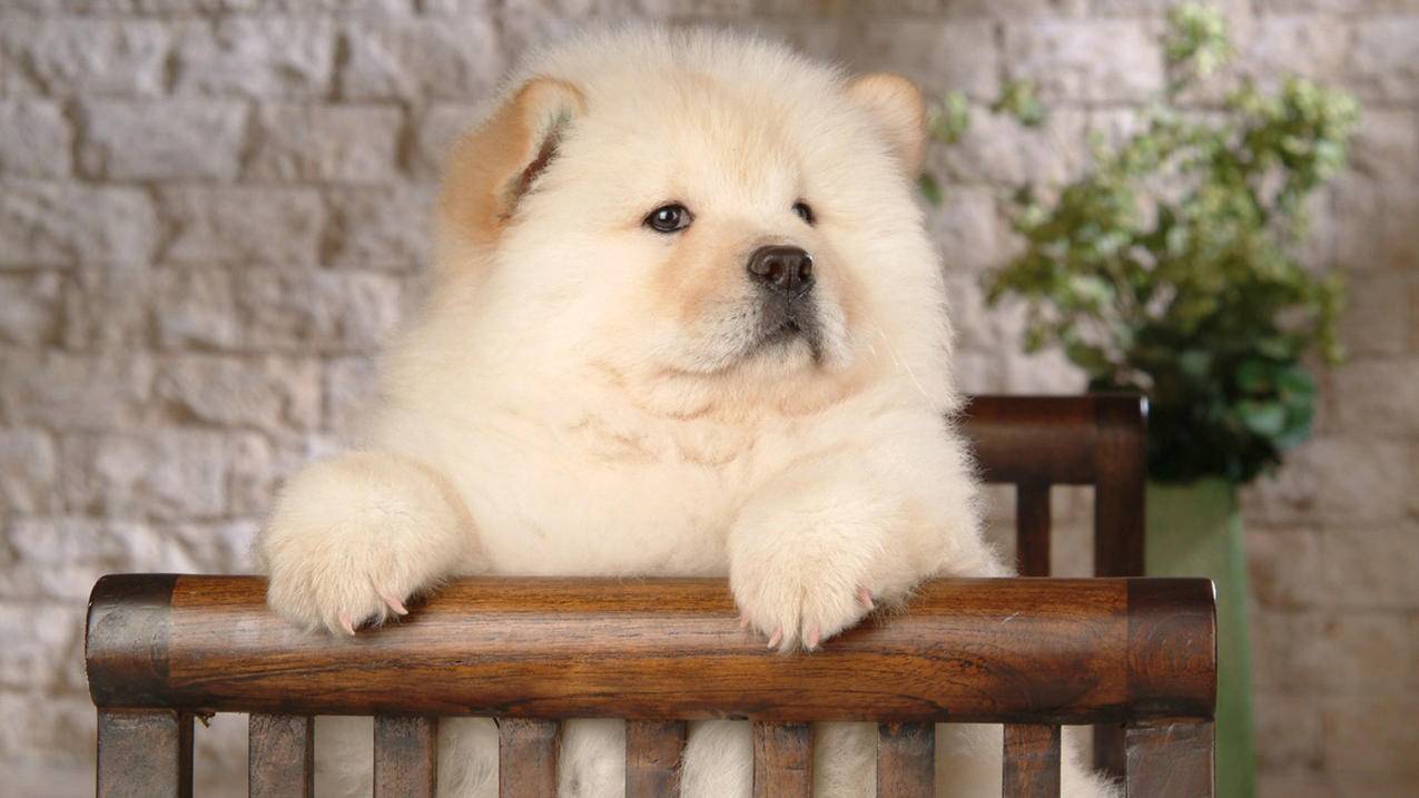 刷qq赞墨言最优惠-一元一千赞快手,KS刷赞平台网站最便宜,qq刷网赞免费