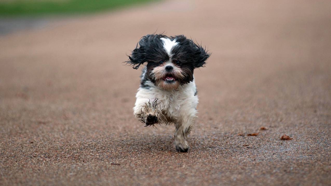 eshop日服买的游戏有中文吗_eshop国服游戏 - 日本苹果ID - 55dz账号网