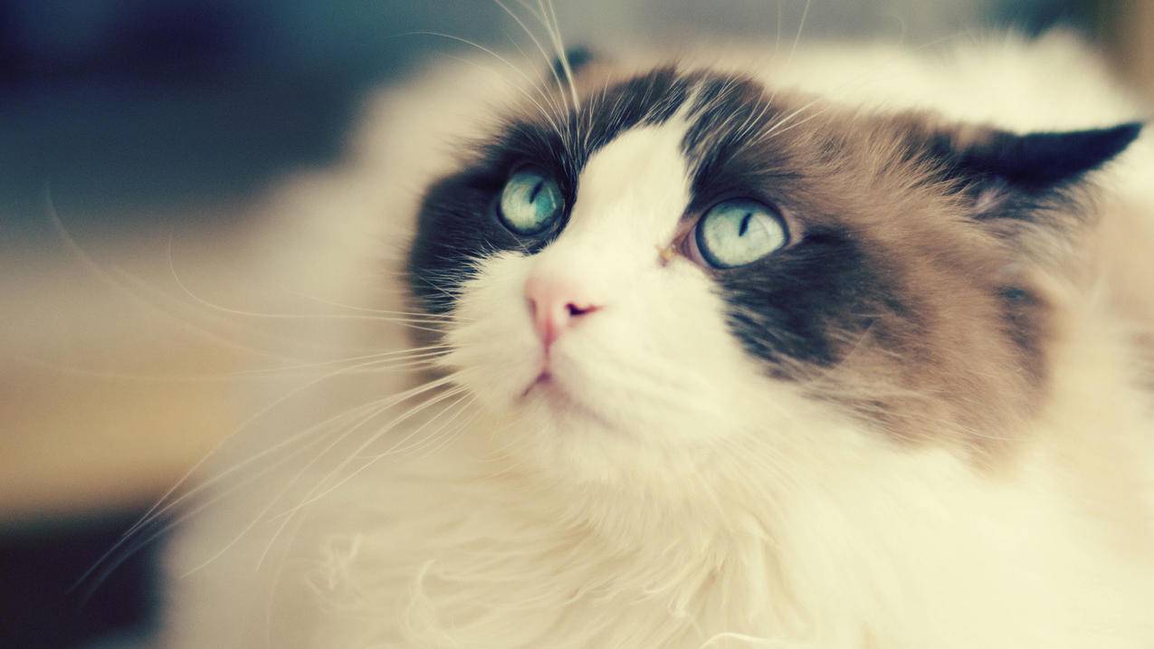 QQ免费刷-快手业务平台自助下单-全网最低价快手业务平台连接