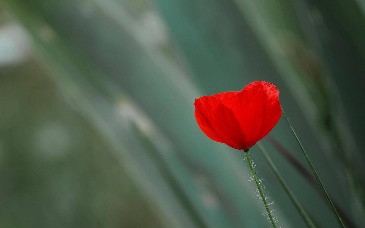 说说IOS美卡支付和国内账号区别 - Apple ID相关 - 55dz账号网