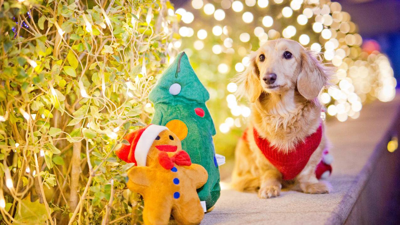 抖音极速版怎么发作品上传视频？发作品上传视频没有加号怎么办？-dy业务网