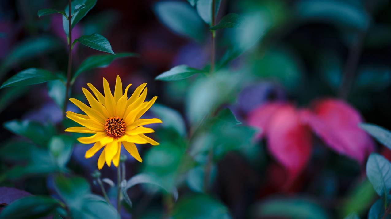 appleid账号恢复受信任电话号码_apple账户恢复受信任手机号是什么 - 各区苹果ID - 55dz账号网