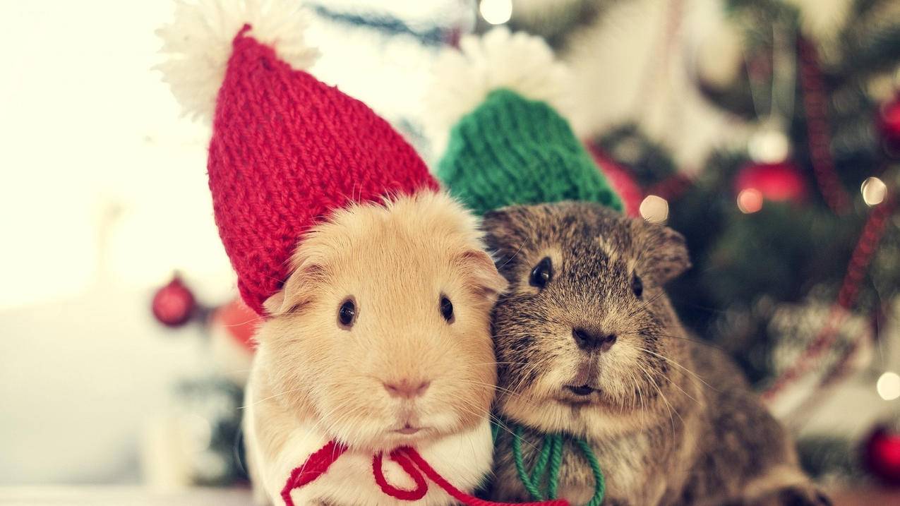 163邮箱登录登录入口手机登录_163邮箱手机登陆入口 - gmail相关 - 55dz账号网