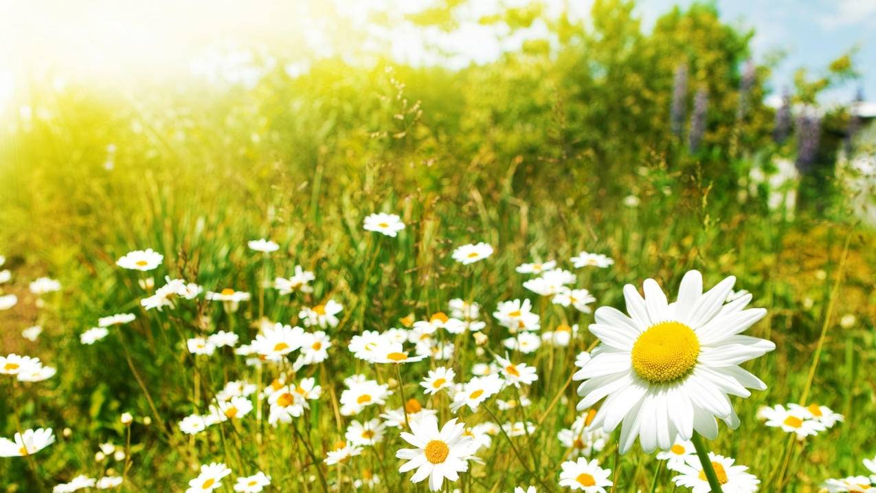 拼多多砍价技巧怎么操作-dy业务网