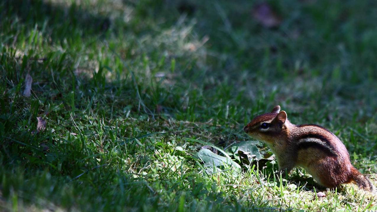 一个人最多可以开几个微信号_一个人最多开通几个微信号 - 微信相关 - 55dz账号网