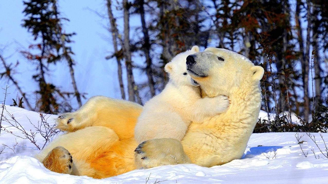 外交部副部长披露，孟晚舟获释回国的重要细节 - Apple ID相关 - 55dz账号网