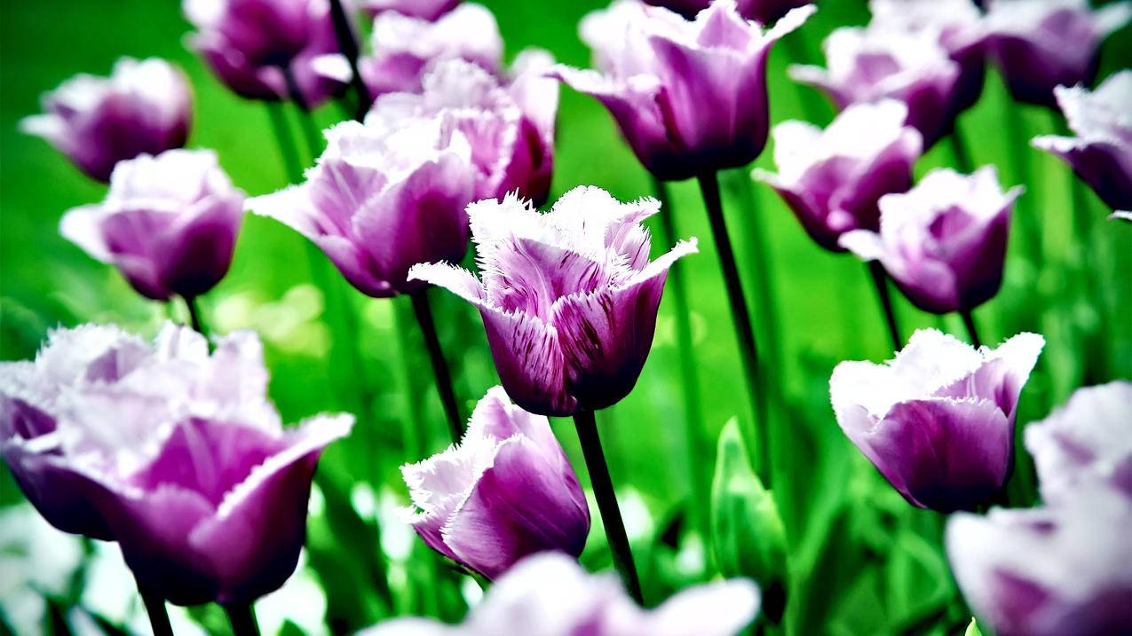 什么笔记本可以玩nba2kol2_什么笔记本可以玩gta5最高画质 - IOS分享 - 55dz账号网