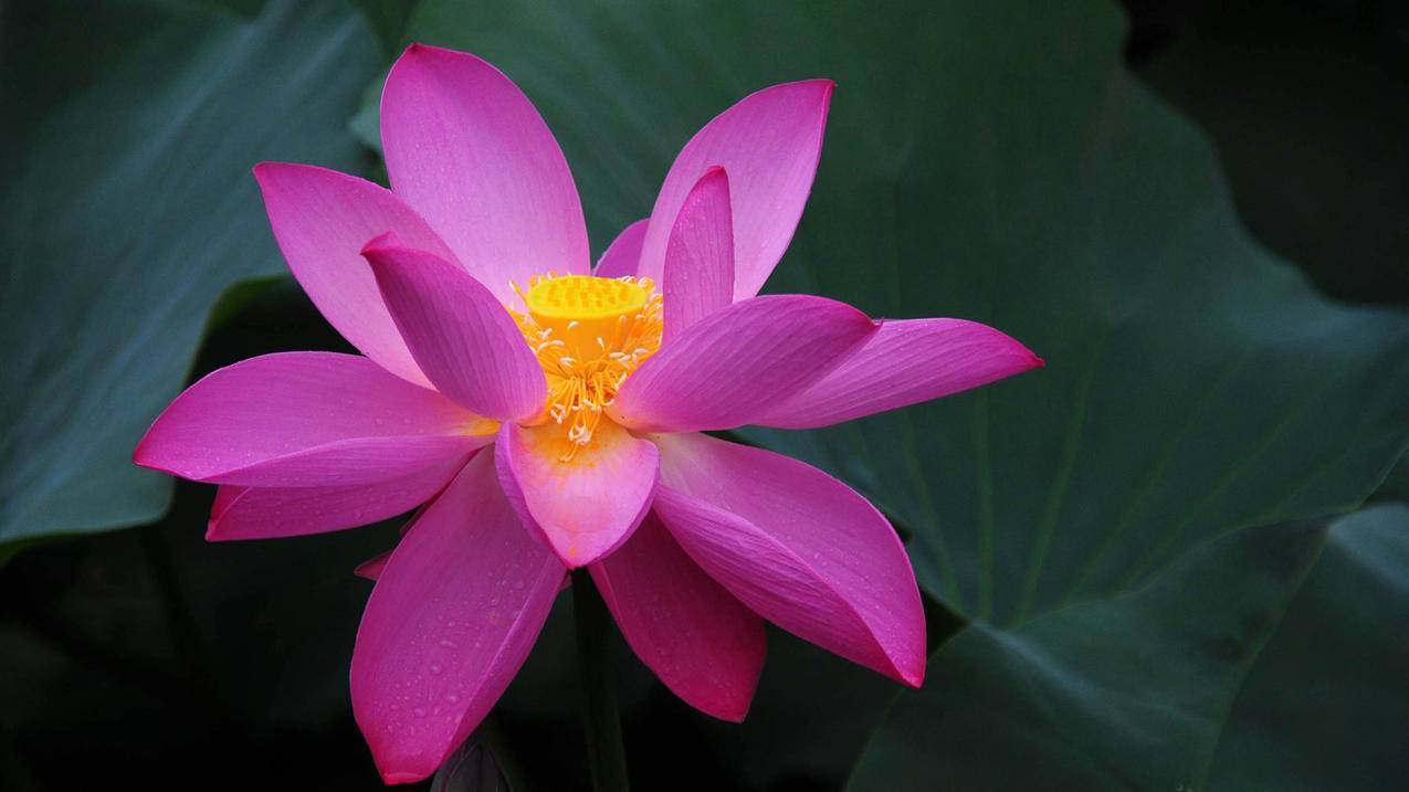 快手1元1000赞在线网站 - 快手免费粉丝网站免费自助,qq 刷赞 软件,空间人气在线刷访问