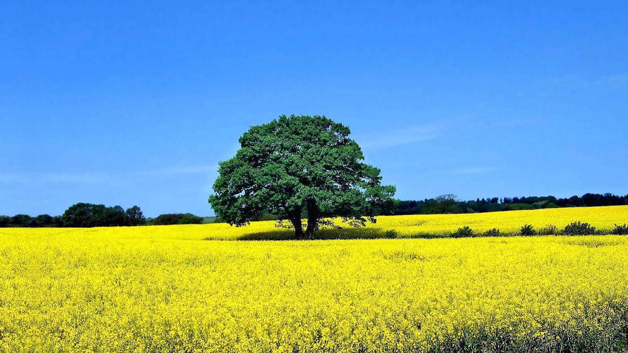 千川行为兴趣如何填写？ - ks自助下单 - ks业务下单