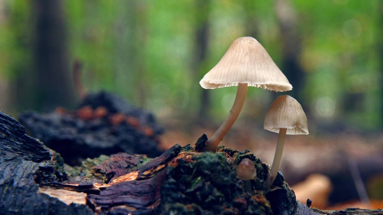 油管不小心看了政治视频_油管有的视频不让看 - youtube相关 - 55dz账号网