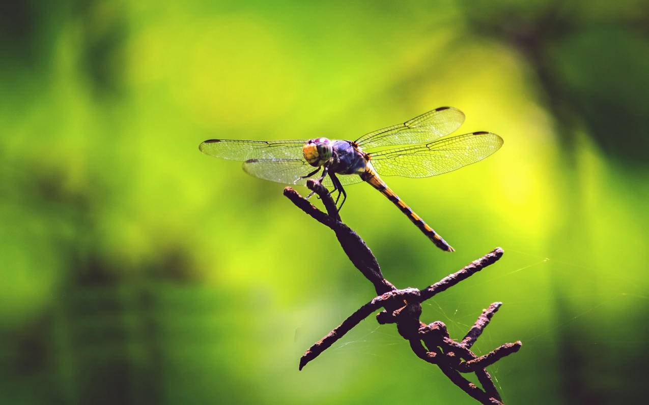 100元抖加多少粉丝值得投 - 刷QQ说说赞网站真人,刷点刷王者荣耀钻石的网站
