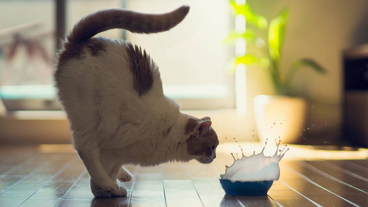 越南苹果id地址资料怎么填写翻译 - 各区苹果ID - 55dz账号网