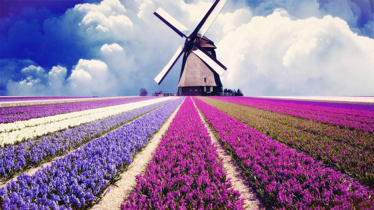 香港appleidapplecomcnzh_CN_香港大学 - 香港苹果ID - 55dz账号网