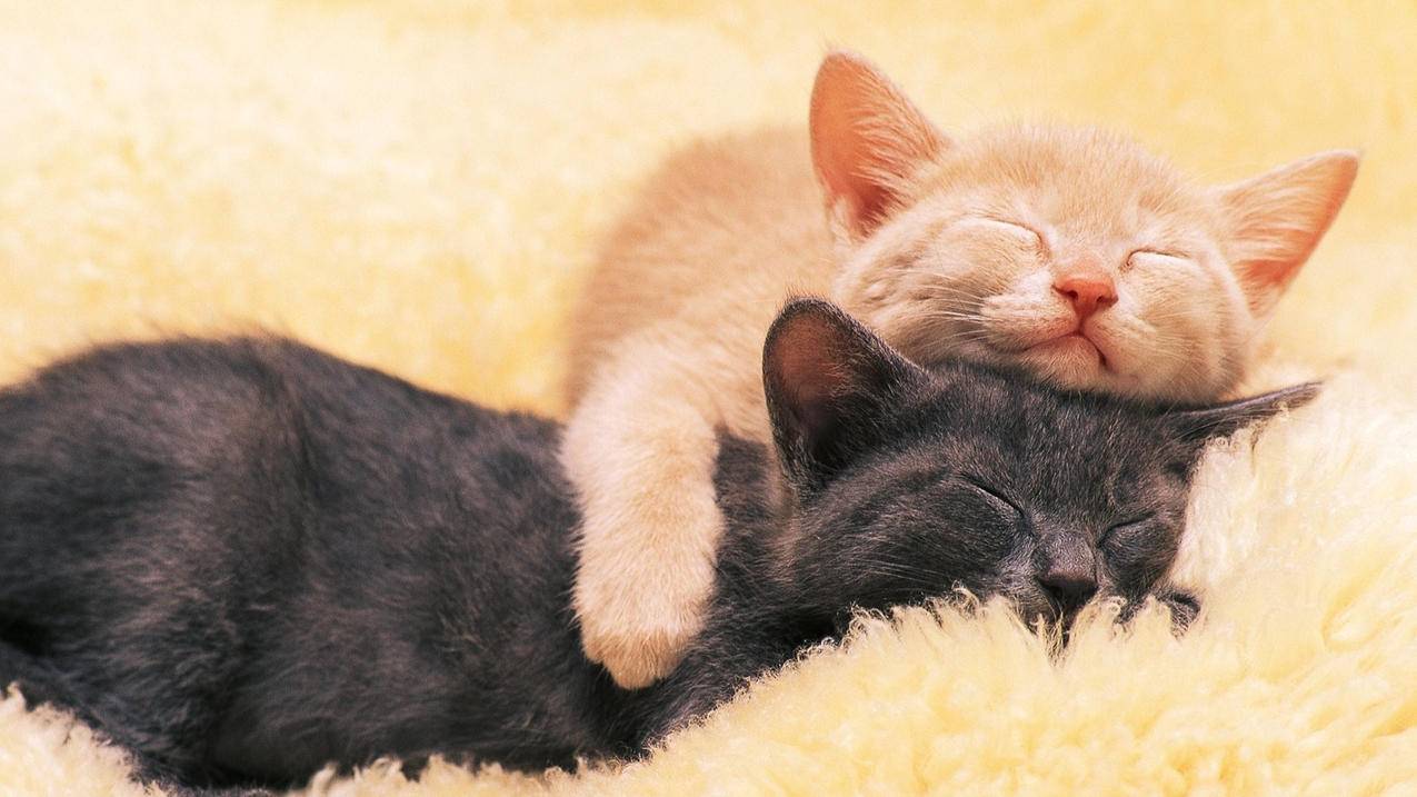 王者刷点赞-说说刷赞软件安卓版-qq空间说说赞网址