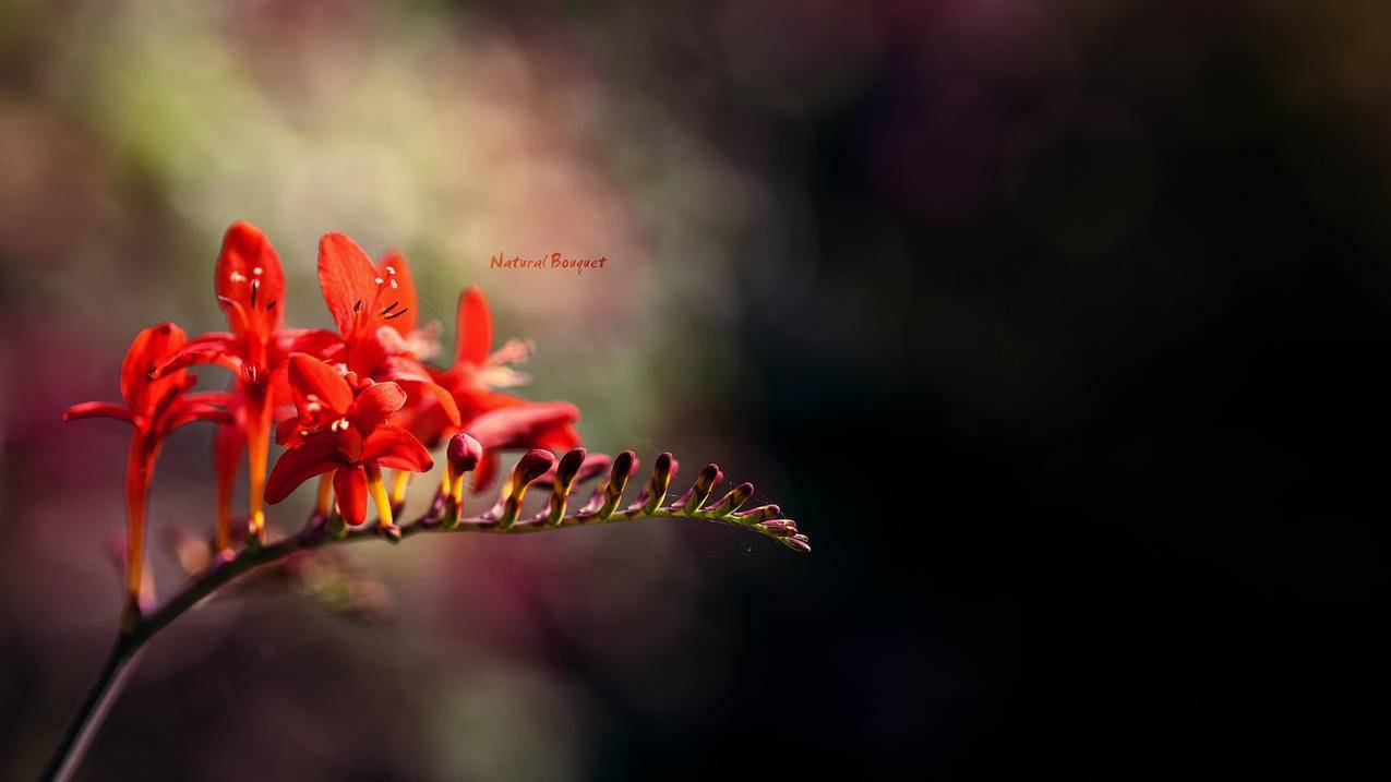 守望先锋美服怎么下载_守望先锋国服在哪下载 - 美国苹果ID - 55dz账号网