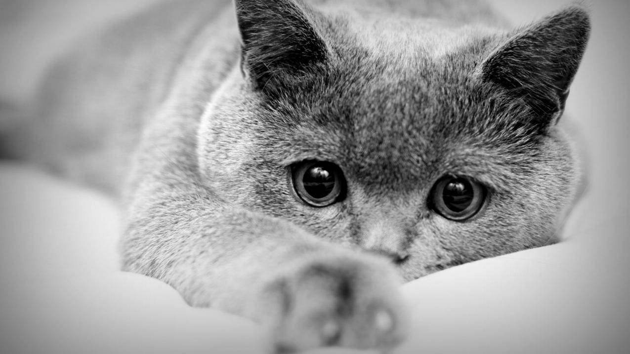 秒刷网免费 - 低价刷,刷抖音粉丝卡盟,二十四小时抖音自助刷,B站主页赞秒刷平台