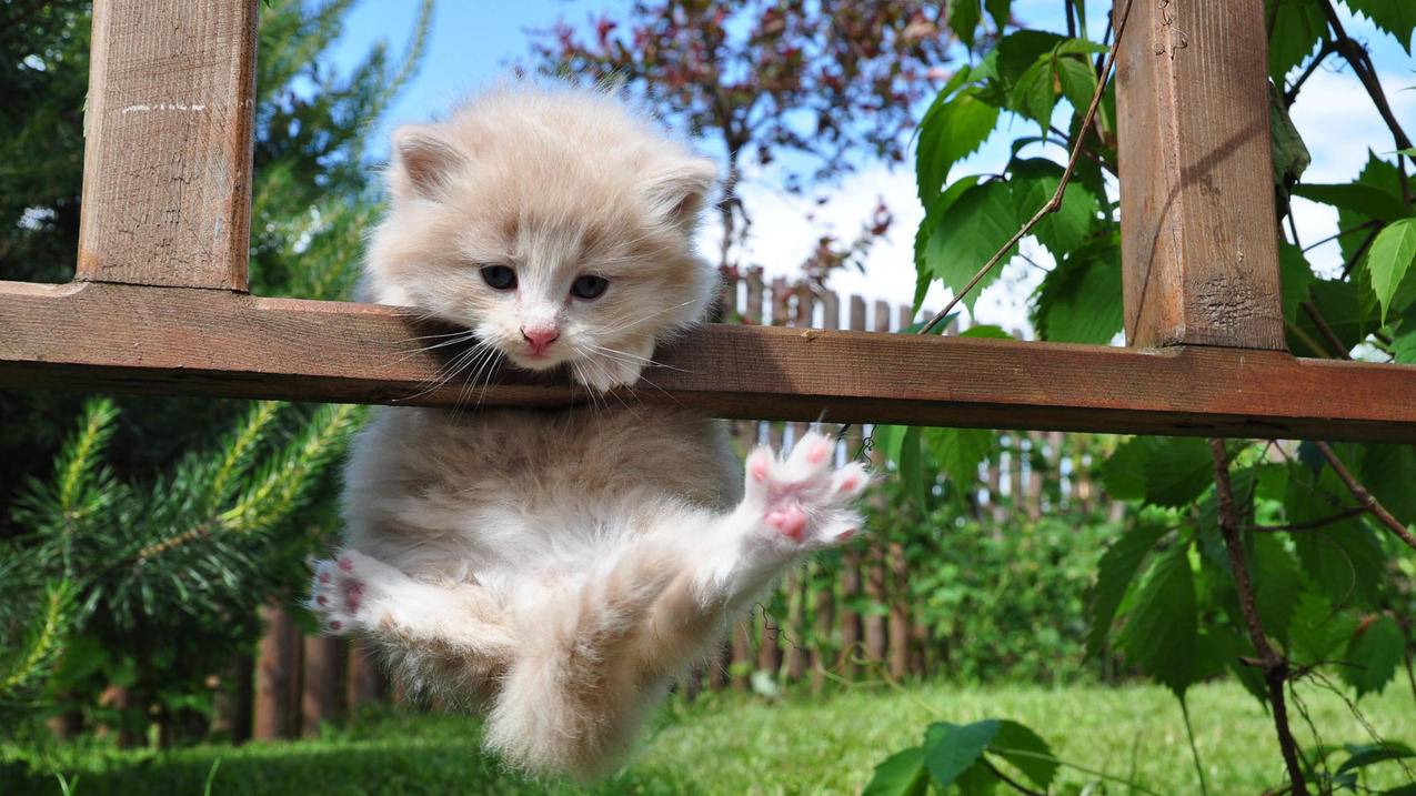 捡了个苹果手机id被锁定怎么办? ， 捡到一个苹果手机怎么才能解开id锁  - 55dz账号网