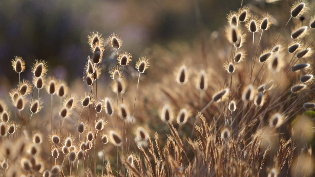怎样恢复被删除的微信号_微信号删除如何恢复 - 微信相关 - 55dz账号网