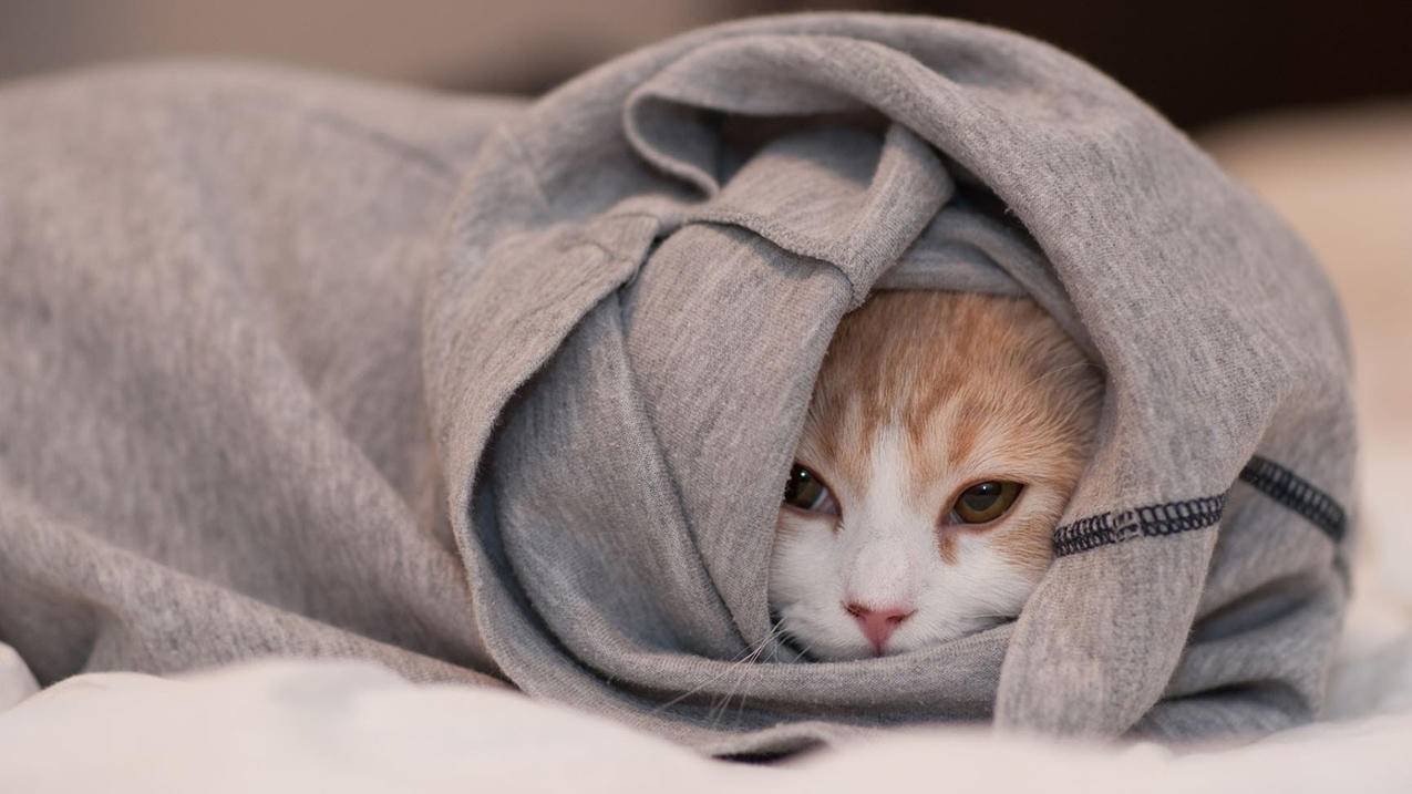 两个人用一个台湾苹果id怎么关闭同步相册_两个人用一个苹果id怎么关闭同步照片 - 台湾苹果ID - 55dz账号网