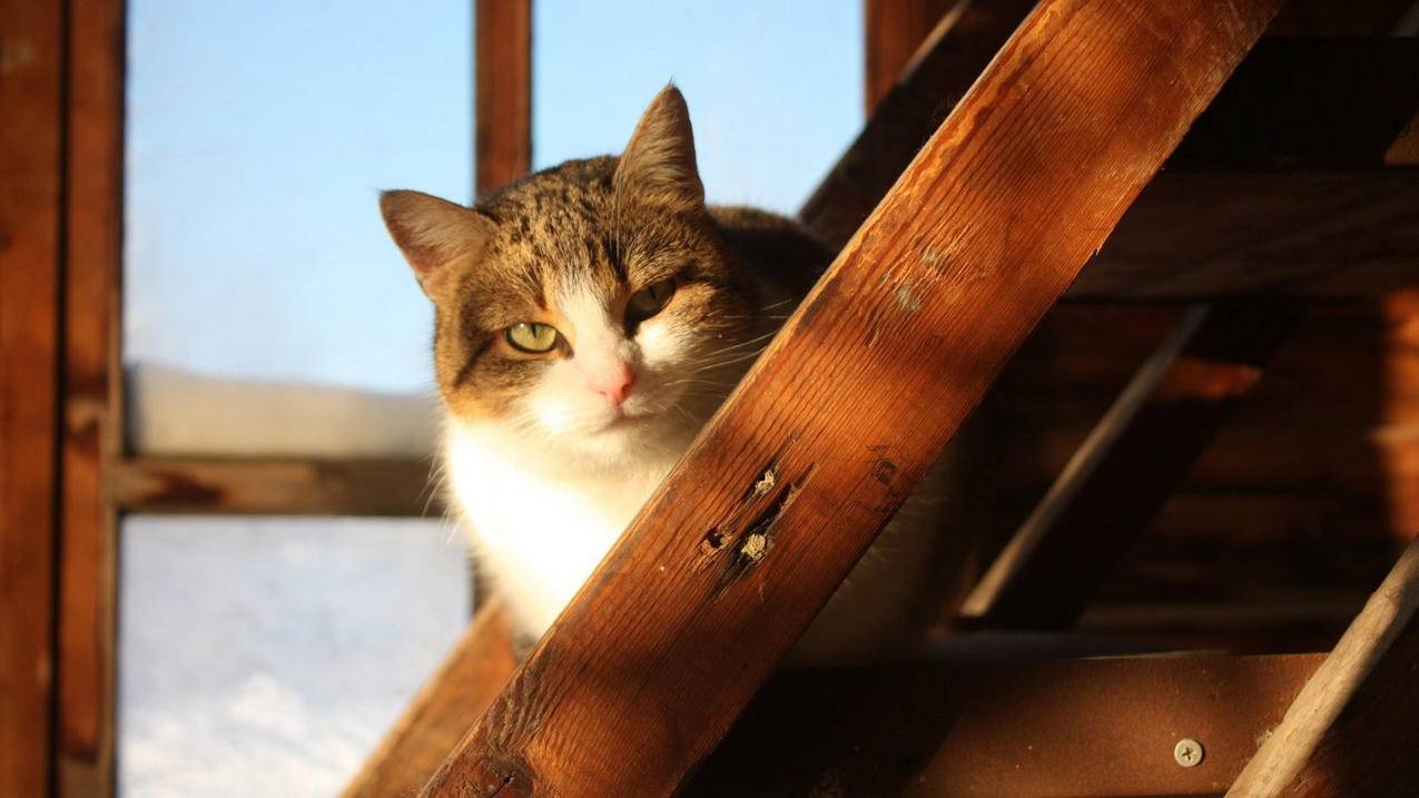 tiktok怎么调画质_tiktok高级设置怎么弄 - tiktok相关 - 55dz账号网