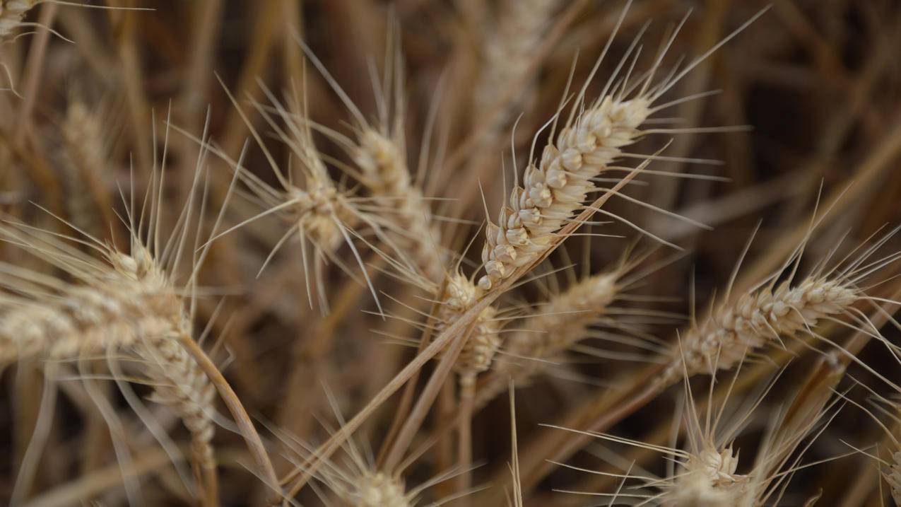 快手助力业务代刷 - 小白代刷网,搜客qq空间刷人气软件_小熊代刷网快手赞赞