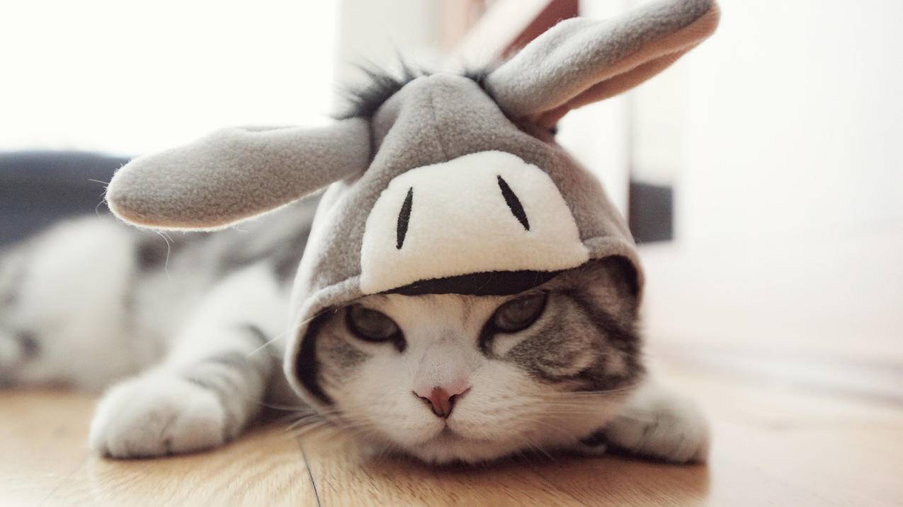 现金在哪里可以换微信_一般在哪里可以现金换微信 - 微信相关 - 55dz账号网